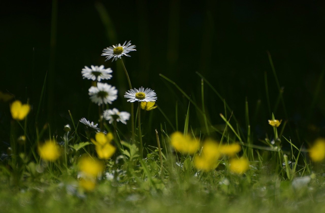 Lawn Care and Landscaping Fort Myers FL